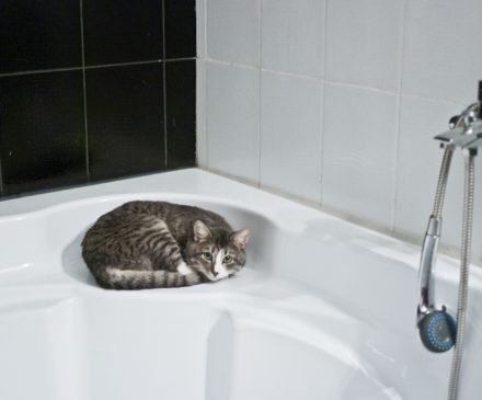 Kissa makaa kylpyammeen reunalla.